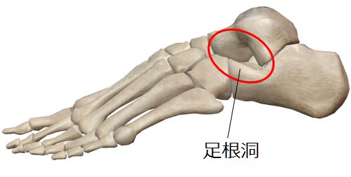 足の甲の痛み 原因 足根洞の場所