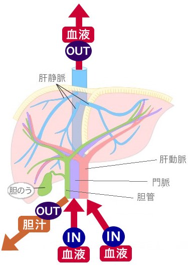 肝臓 病気 種類