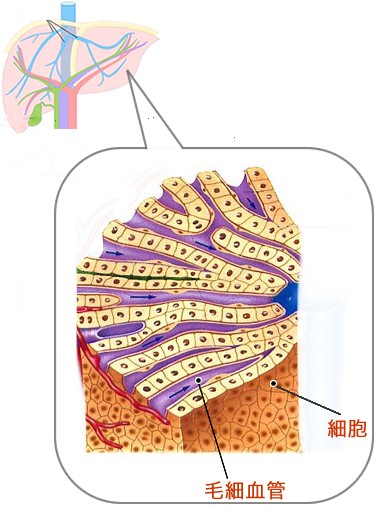 肝臓 病気 種類