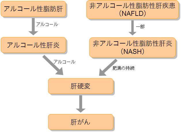 肝臓 病気 種類 脂肪肝の進行