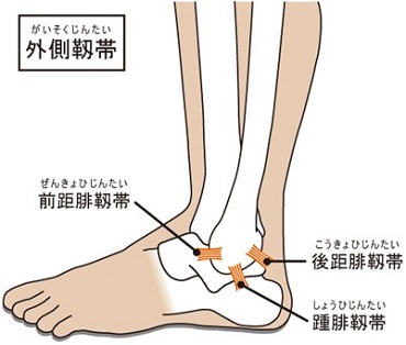 足の甲が痛い 痛む場所ごとに図で見るの原因 趣味なび