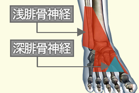 足の親指の付け根が痛い 原因 腓骨神経麻痺