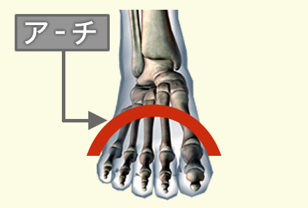 足の横アーチ