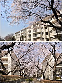 マンション 建て替え 期間 桜上水団地