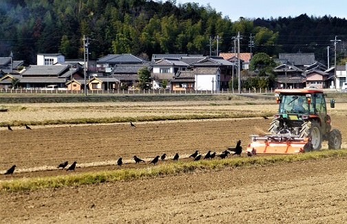 カラス寿命 賢さ