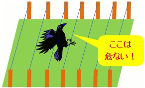 カラス天敵 羽に当たるもの