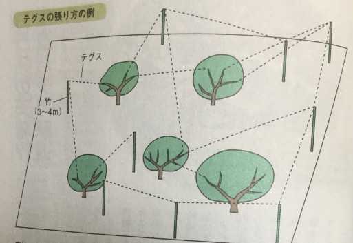 畑のカラス対策 テグス