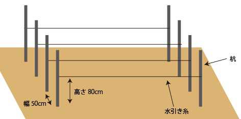 畑のカラス対策 テグス張り方