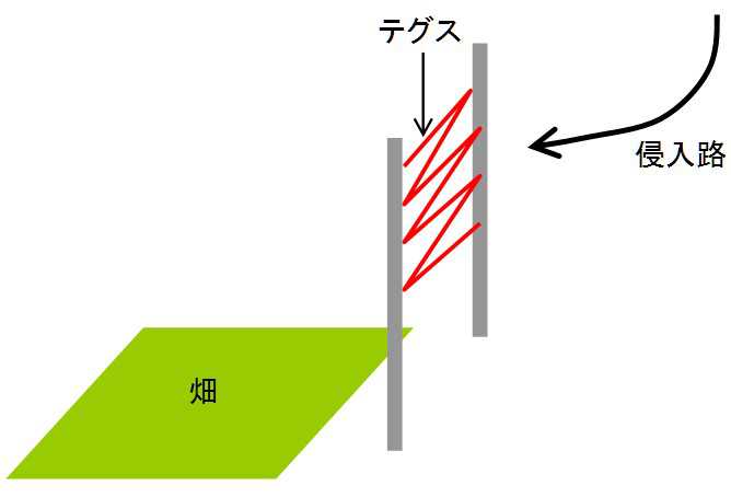 畑のカラス対策 テグスの張り方 侵入路をつぶす