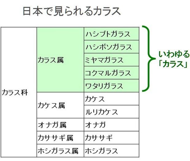 カラスの種類 日本で見られるカラス科の分類