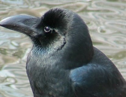 カラスの種類 ハシブトガラス くちばし